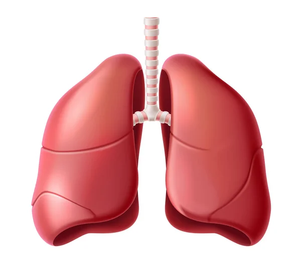 Wektor ludzkich płuc struktura anatomii 3d ikona — Wektor stockowy