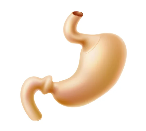 ベクトルヒト胃解剖学構造3Dアイコン — ストックベクタ