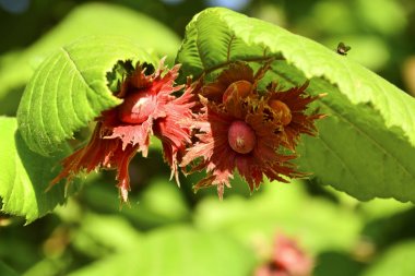 Fındık ve fındık yaprak ahşap tablo.