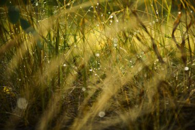 Güneşli bir günde yağmurdan sonra çimenlerin üzerine su damlar.