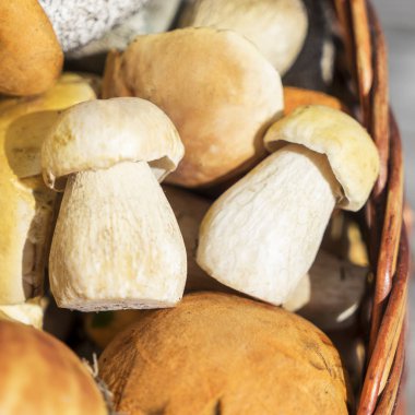 Sepet porcini ve kahverengi kap çörek mantar gün zaman ahşap tablo