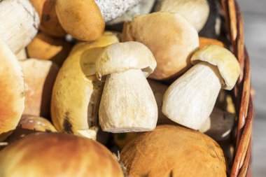 Sepet porcini ve kahverengi kap çörek mantar gün zaman ahşap tablo