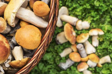 Sepet porcini ve kahverengi kap çörek mantar gün zaman yeşil çimenlerin üzerinde