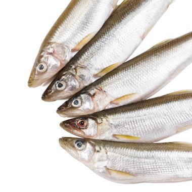 protein diyet çanak pişirme önce beyaz arka planda çiğ incelik Smelt-balık beş adet