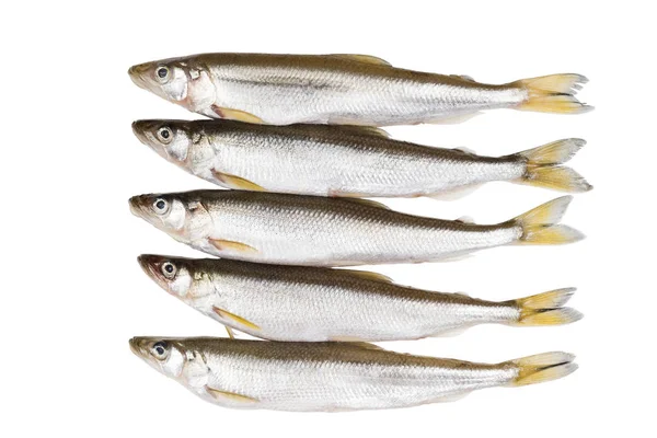 Cinco piezas de delicadeza cruda pescado olido sobre fondo blanco antes de cocinar plato de dieta de proteínas —  Fotos de Stock
