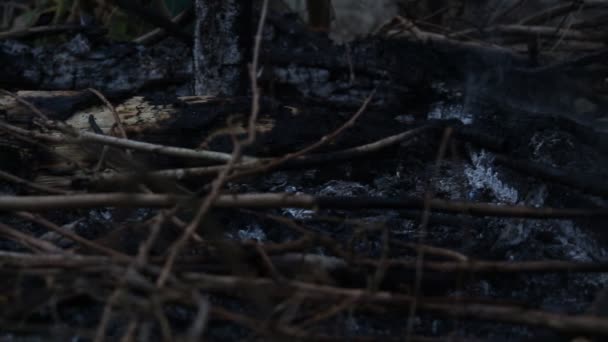 Chaleur Des Cendres Fumée Feu Camp Chaleur Accumulée Avec Réchauffement — Video