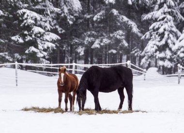 Ücretsiz güzel kahverengi at kar ve güneş kışın sahiptir