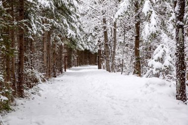 Patika çam kış ahşap