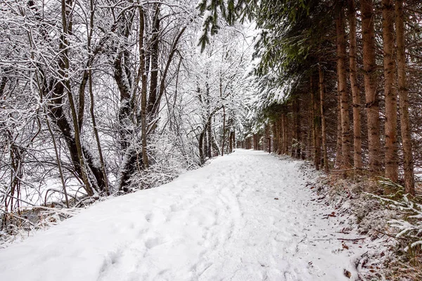 Patika çam kış ahşap