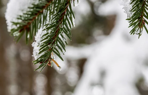 Karlı çam ağaçlarının dalları