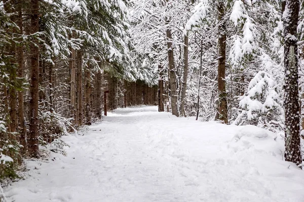 Patika çam kış ahşap
