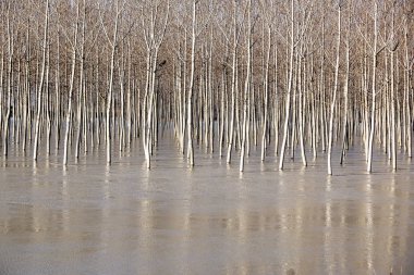 Tam nehir ağacında. Huş ağaçları ve göl veya nehir üzerinde eriyen su, bahar yatay.