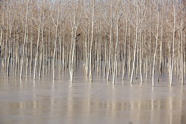 Tam nehir ağacında. Huş ağaçları ve göl veya nehir üzerinde eriyen su, bahar yatay.
