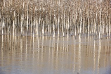 Tam nehir ağacında. Huş ağaçları ve göl veya nehir üzerinde eriyen su, bahar yatay.