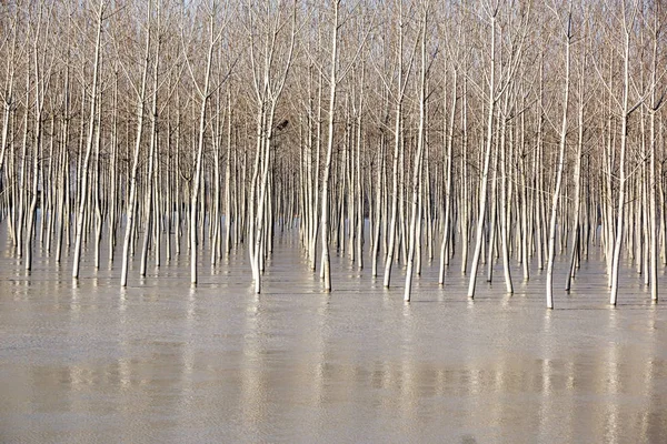 Tam nehir ağacında. Huş ağaçları ve göl veya nehir üzerinde eriyen su, bahar yatay.