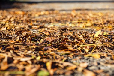 Sarı, turuncu ve kırmızı sonbahar yaprakları güzel sonbahar parkında
