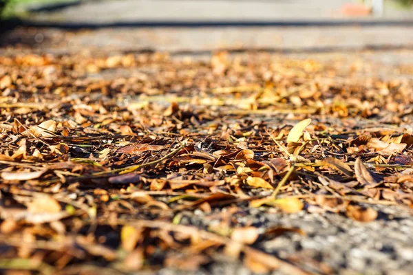 Sarı, turuncu ve kırmızı sonbahar yaprakları güzel sonbahar parkında