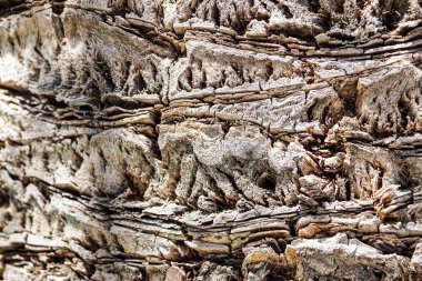 arka plan olarak büyük Meşe barka yakın çekim