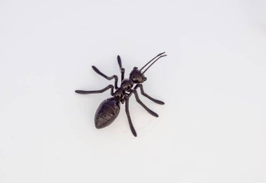 karıncalar üzerinde beyaz bir duvar. yakın çekim