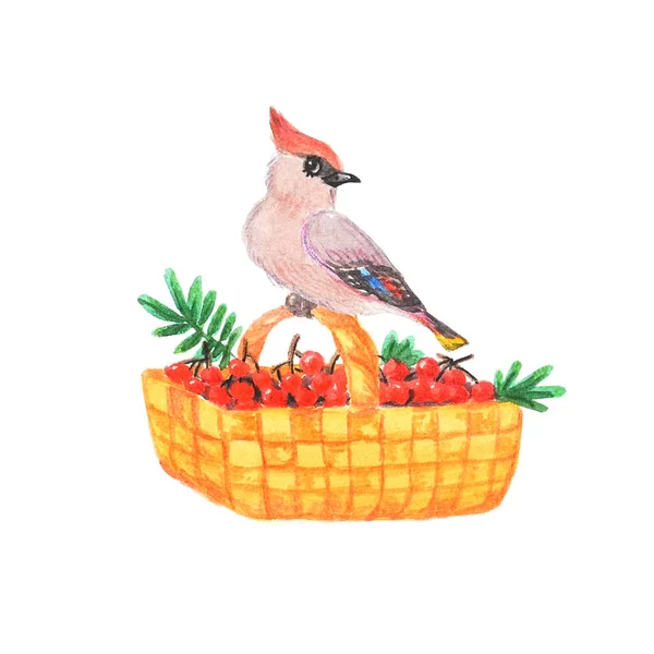 Waxwing Bird Sits Basket Red Rowan Summer Harvest Delicious Berries — Stock Photo, Image