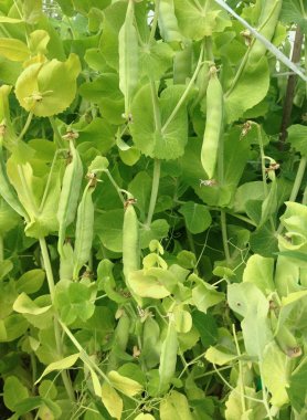 Olgun bezelye kapsüller. Bahçede bezelye, yaz sebze, yakın çekim