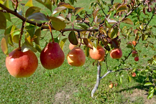 Cinco peras maduras en una rama de un árbol joven. Cosecha temprana del verano —  Fotos de Stock