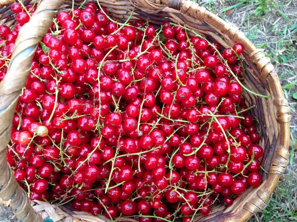 Ribes rosso in un cesto sull'erba. Bacche da vicino — Foto Stock