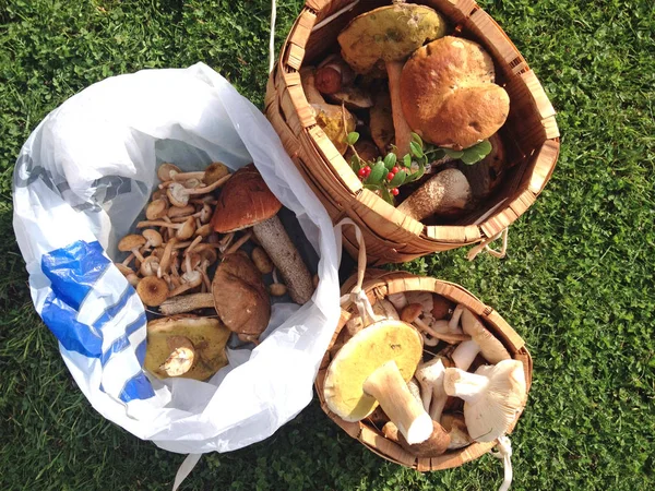 Свіжі гриби в кошиках і в пакеті на газоні . — стокове фото