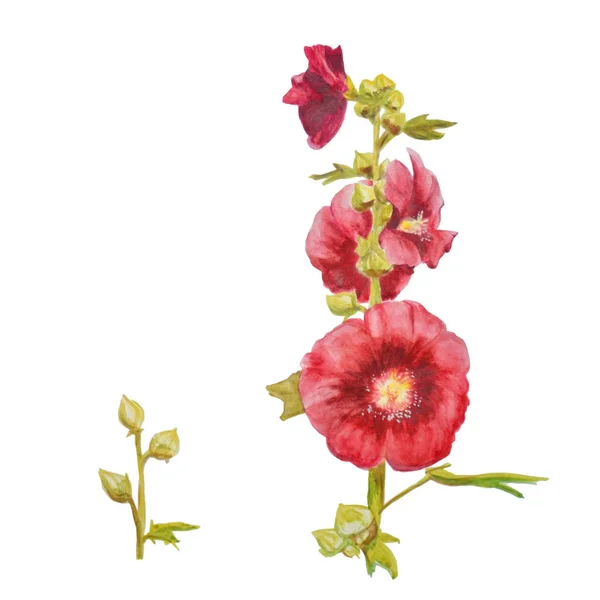 Mooie Aquarel Rode Bloemen Kruidige Plant Geïsoleerd Witte Achtergrond Botanische — Stockfoto