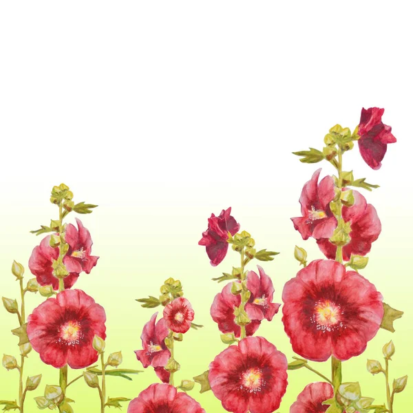 Vackert Akvarell Kort Med Röda Blommor Mallow Anläggning Isolerad Vit — Stockfoto