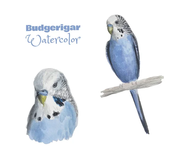 Ručně vykreslený akvarel modrý budgerigar. Dva obrázky ptáka. — Stock fotografie