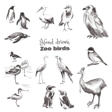 Hand-drawn sketch birds. Black and white set of zoo birds. Penguin Magellan, penguin subantarctic, heron, bird Secretary, pied avoced, cazuar, tit, crow, eagle, pelican clipart