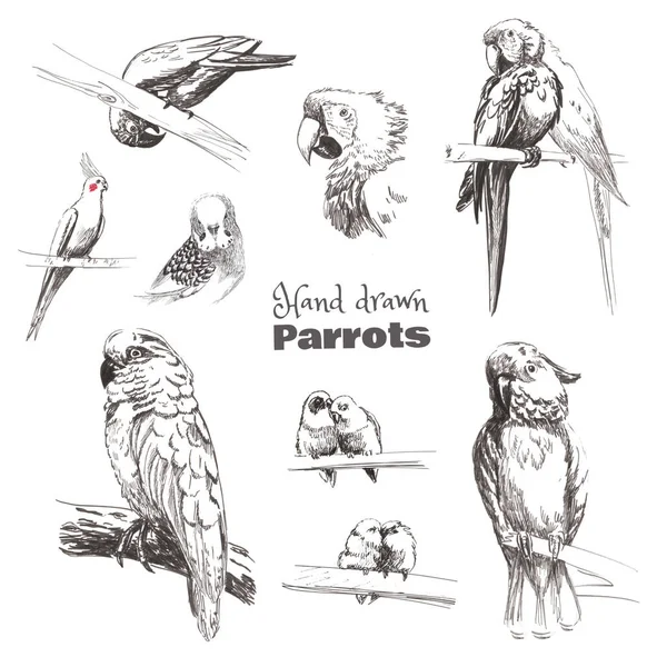 Hand-drawn sketch birds.  Monochrome black and white parrots: budgerigar, cockatoo, macaw, corella, lovebird, jaco. — Stock Photo, Image