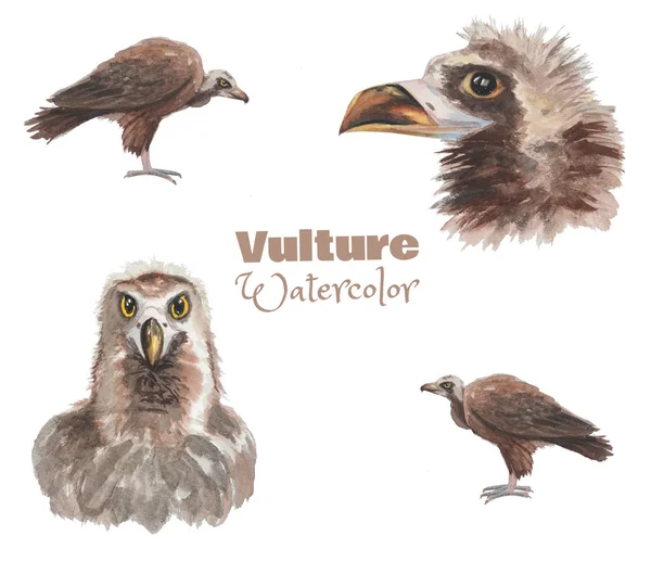 Handritade watercolo Vulture. Olika bilder av fågel set. — Stockfoto