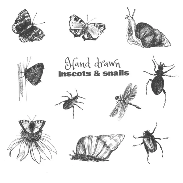Insetos desenhados à mão. Conjunto de borboletas e besouros em preto-branco, isolado sobre branco . — Fotografia de Stock