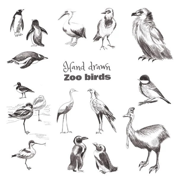 Hand-drawn sketch birds. Black and white set of zoo birds. Penguin Magellan, penguin subantarctic, heron, bird Secretary, pied avoced, cazuar, tit, crow, eagle, pelican — Stock Photo, Image