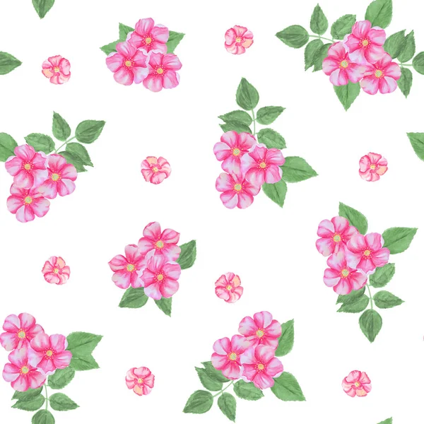 Patrón inconsútil de flores de rosa mosqueta aisladas sobre un fondo blanco . — Foto de Stock