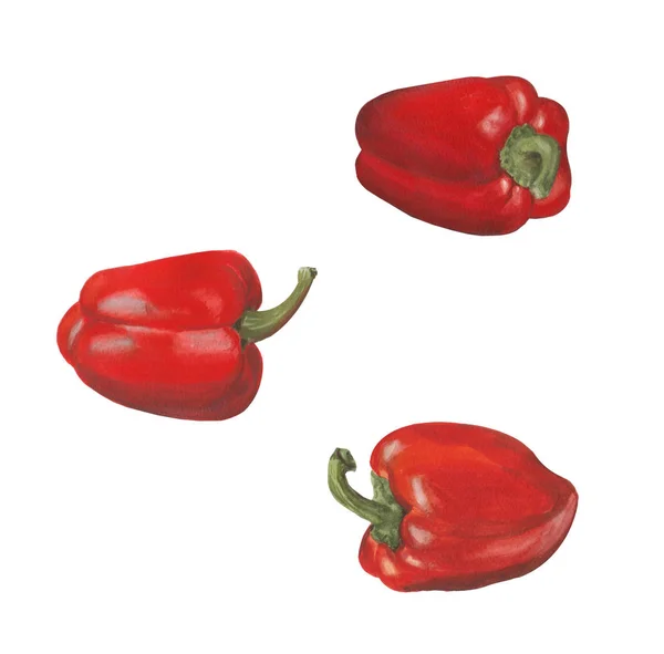 Röd paprika isolerad på vit bakgrund. Uppsättning av ljusa akvarell grönsaker. — Stockfoto