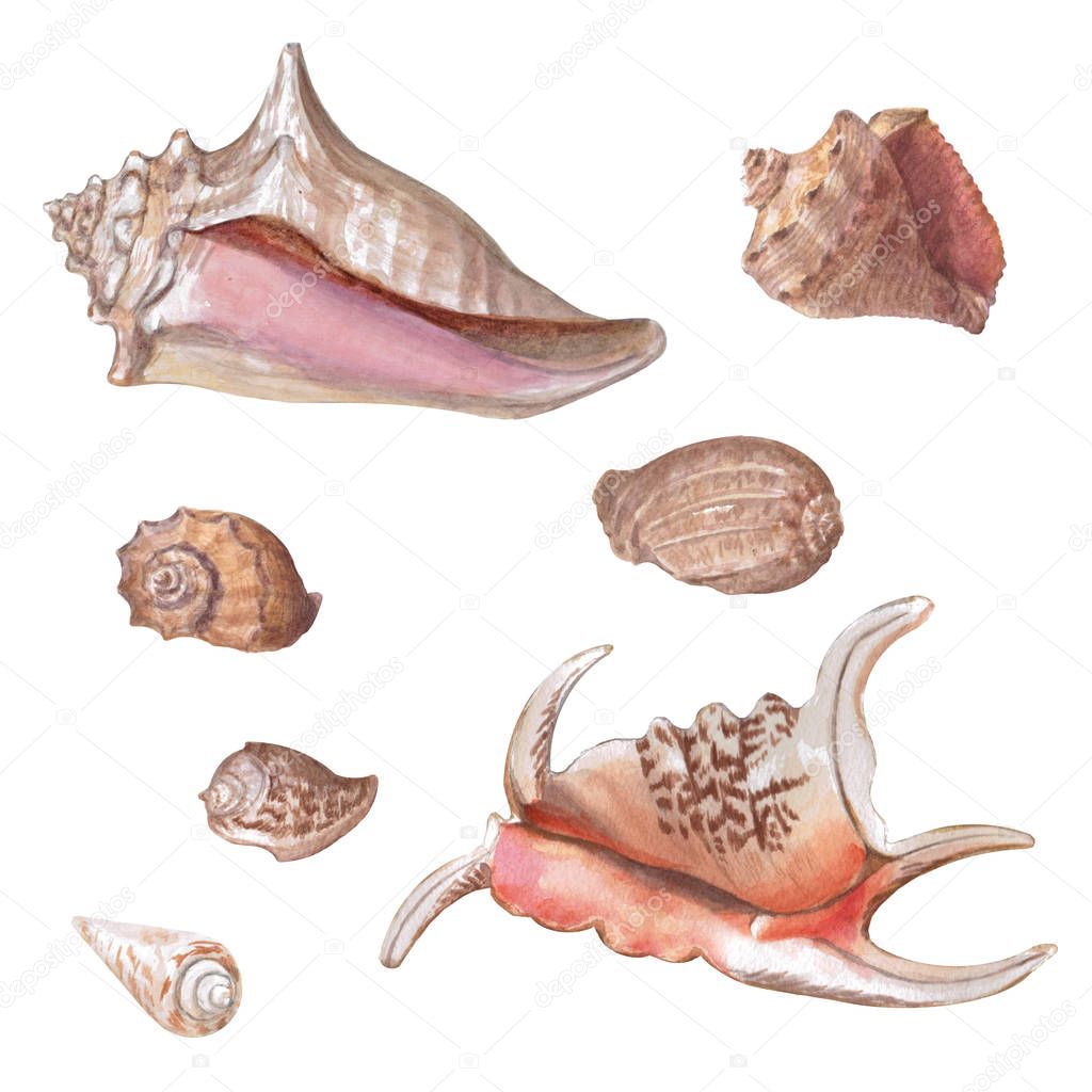 Set of different colorful seashells isolated on a white background.