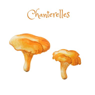 Suluboya chanterelles. Parlak el-çizilmiş iki yenilebilir mantar. 