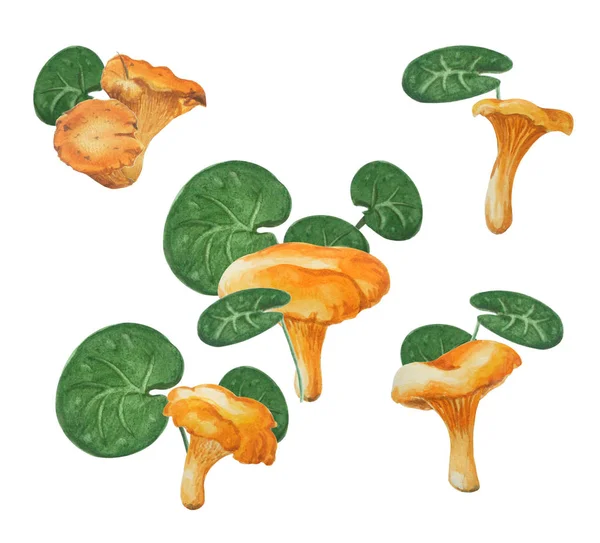 Watercolor edible mushrooms and different leaves isolated on white background. — Stock Photo, Image