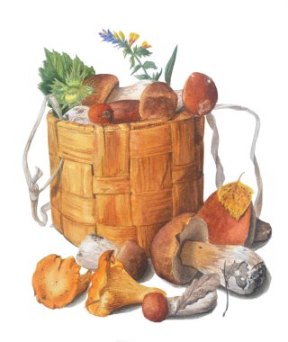 Mantar sepeti. Sonbahar Ormanı hasat. Chanterelle, boletus ve diğer.