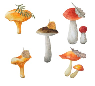 Suluboya yenilebilir mantar ve beyaz arka planda izole farklı yaprakları. 