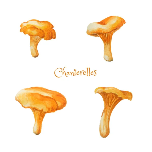 Cogumelos comestíveis aquarela. Quatro chanterelle brilhantes desenhados à mão . — Fotografia de Stock