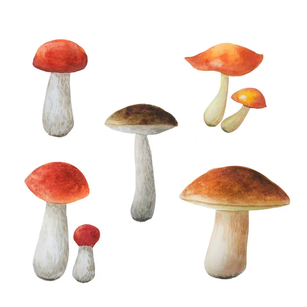 Cogumelos comestíveis aquarela. Sete cogumelos desenhados à mão brilhantes. Boletos . — Fotografia de Stock