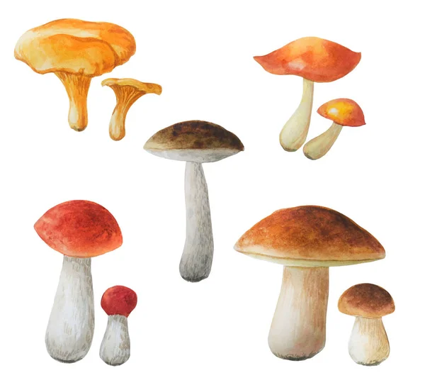 Höstkollektion. Chanterelle, boletuses, Oilers. — Stockfoto