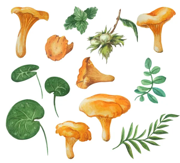 Conjunto de outono aquarela de cogumelos nobres comestíveis isolados em um fundo branco . — Fotografia de Stock