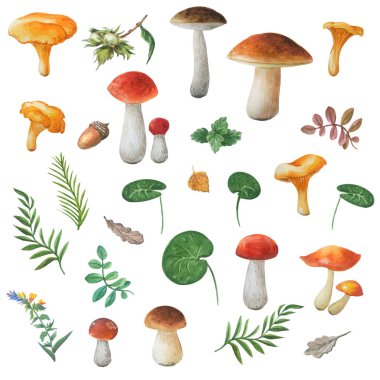Suluboya yenilebilir mantar ve beyaz arka planda izole farklı yaprakları. Chanterelle, boletrler, Oilers. Sonbahar seti. 