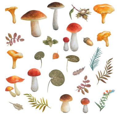 Chanterelle, boletuslar, yağcılar. Sprigs, fındık, meşe palamudu, beyaz arka plan üzerinde izole yaprakları.