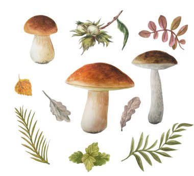 Beyaz bir arka plan üzerinde izole yenilebilir asil mantar Suluboya sonbahar seti. Boletus'lar. Sprigs, fındık, yaprak.